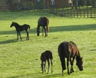 Equestrian setting
